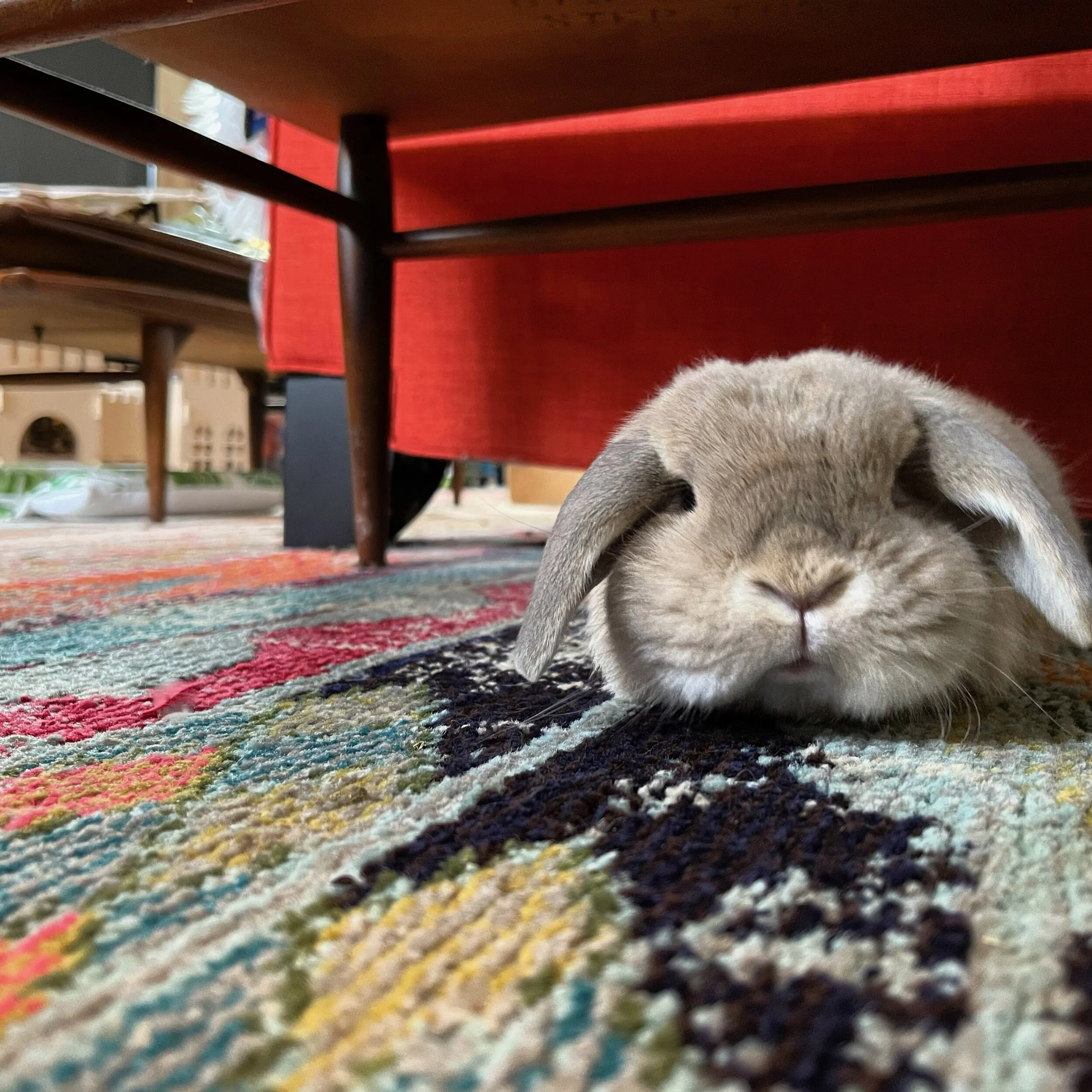 The top rabbit society